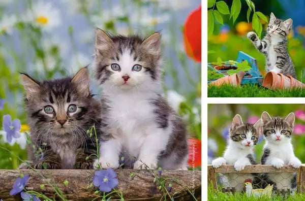 Cuddly Kittens 3 x 49 pc Puzzle