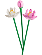 Lotus Flowers
