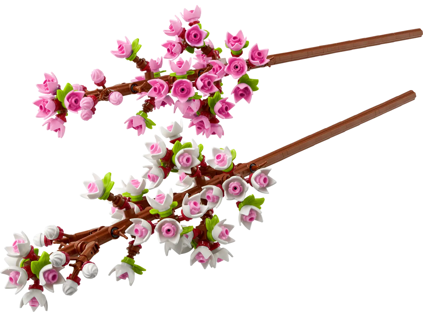 Cherry Blossom