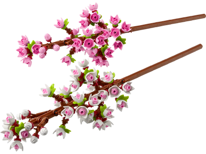 Cherry Blossom
