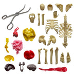 Visible Human Body with Squishable Organs