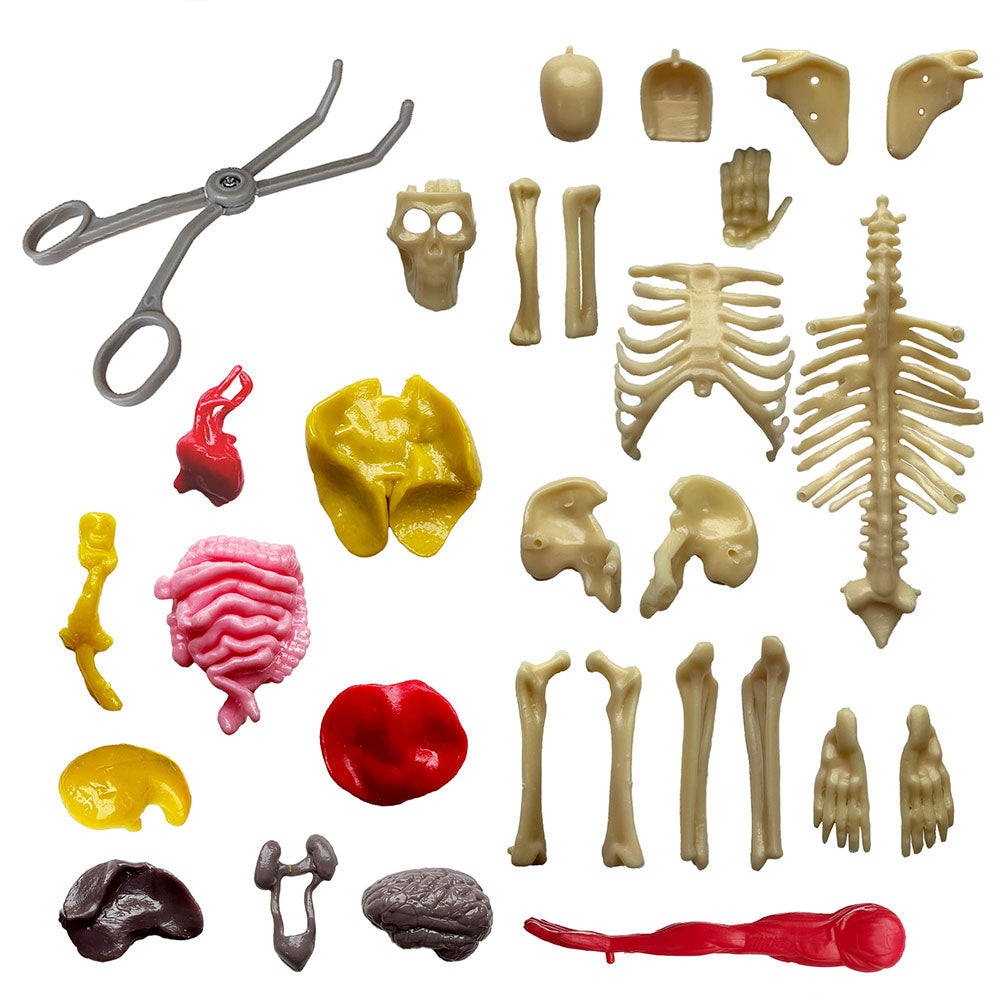 Visible Human Body with Squishable Organs