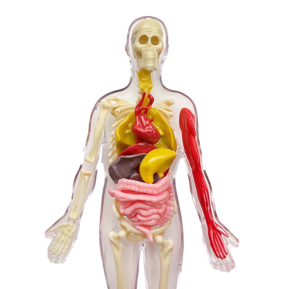 Visible Human Body with Squishable Organs