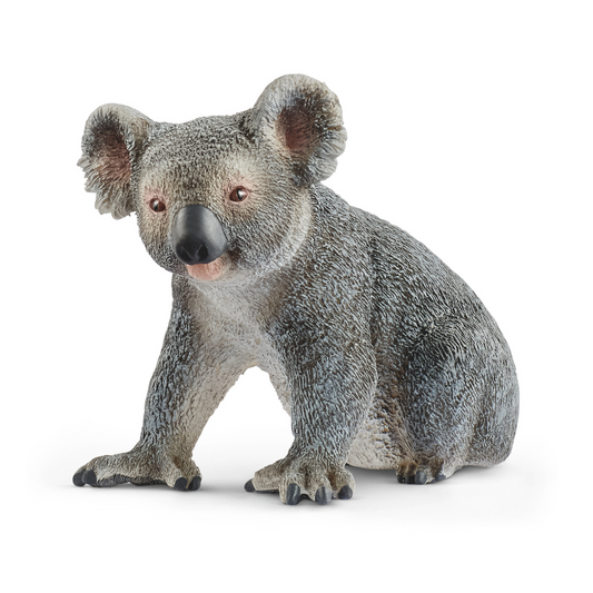  Koala bear