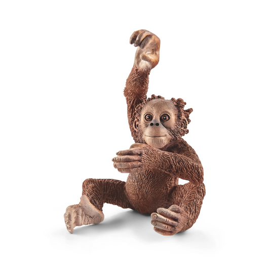 Young orangutan