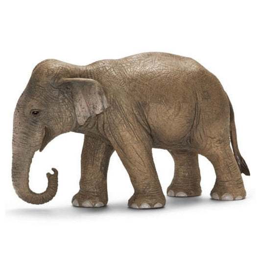  Asian elephant, female