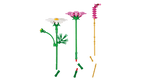 Cosmos Flowers