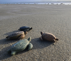 Sea Turtle Soapstone Carving Kit 