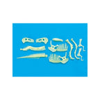 Glow Dinos T Rex Skeleton