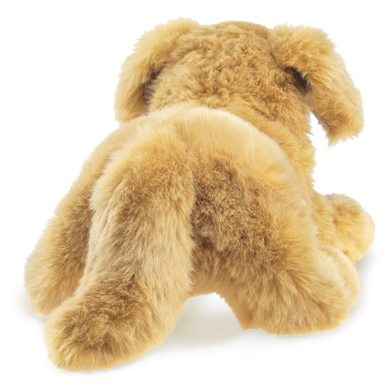 Golden Retriever Puppy