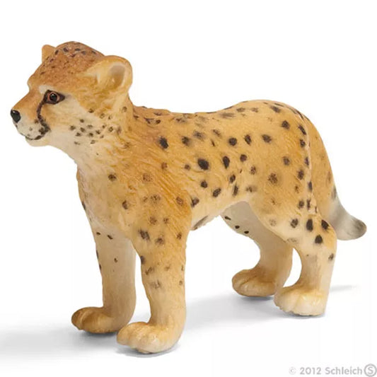 Cheetah cub