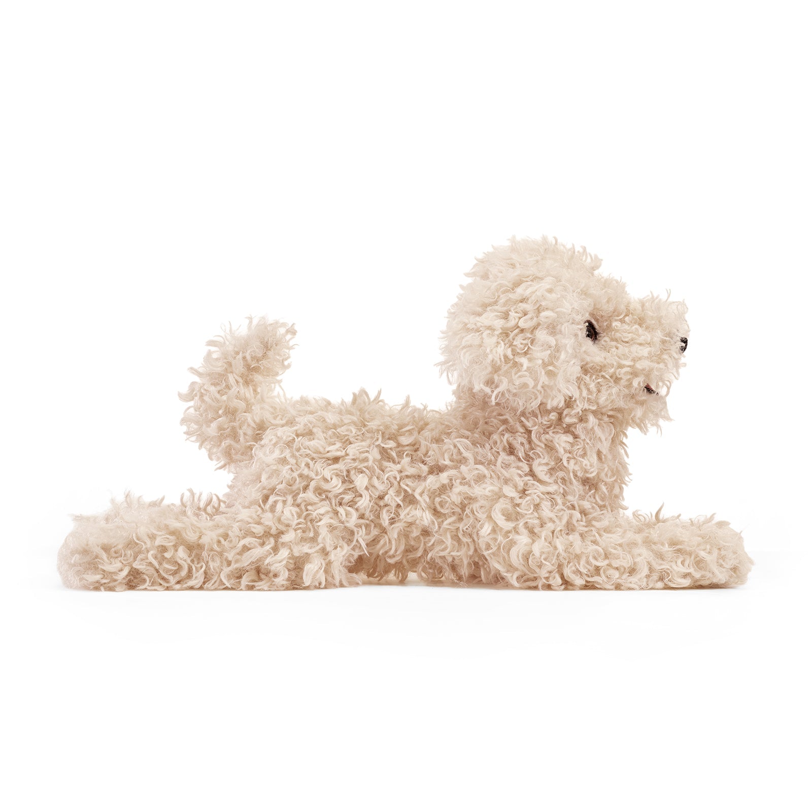 White Poodle Puppy